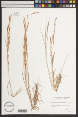 Image of Schizachyrium malacostachyum