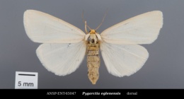 Pygarctia eglenensis image