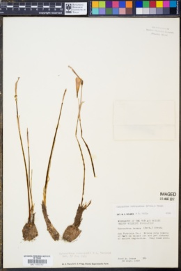 Image of Habranthus andersonii