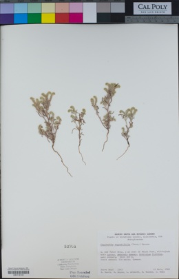 Image of Johnstonella angustifolia