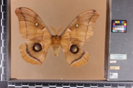 Antheraea polyphemus image