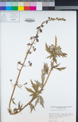 Aconitum columbianum subsp. columbianum image