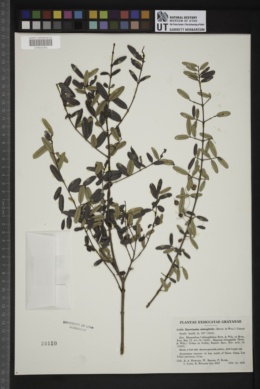 Karwinskia oblongifolia image