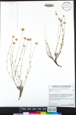 Monardella linoides image