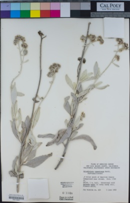 Eriodictyon tomentosum image