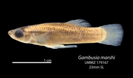 Gambusia marshi image