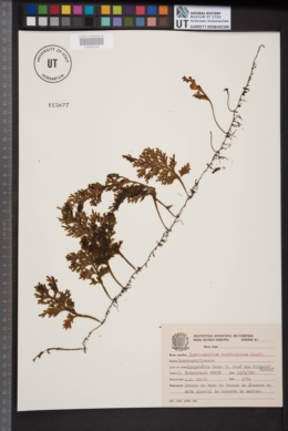 Image of Hymenophyllum caudiculatum