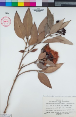 Corymbia ficifolia image