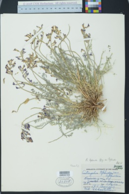 Astragalus tephrodes var. tephrodes image