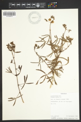 Mimosa polycarpa image