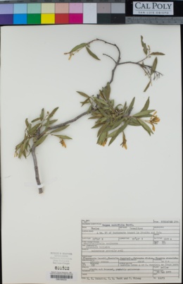 Deppea cornifolia image