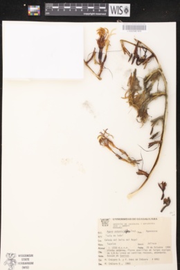 Image of Agave pedunculifera