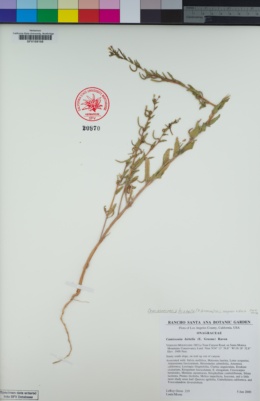 Camissoniopsis hirtella image