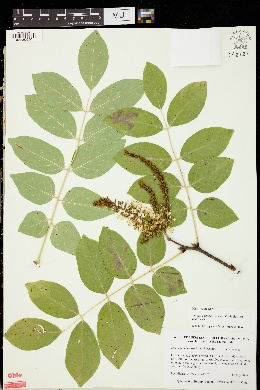 Maackia amurensis image