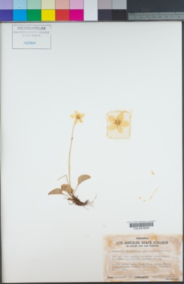 Parnassia palustris image