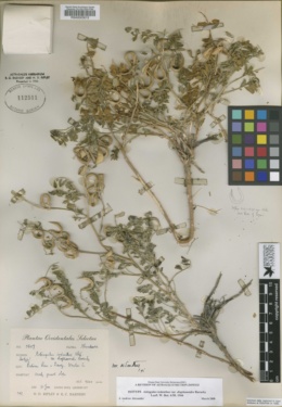 Astragalus iodanthus var. diaphanoides image
