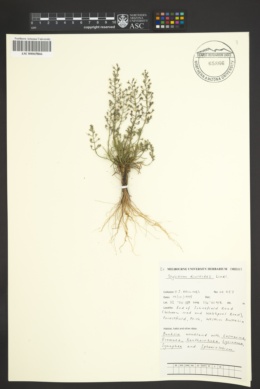 Image of Stylidium diuroides