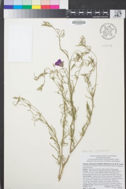 Image of Clarkia cylindrica