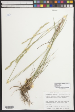 Image of Pseudoroegneria stipifolia