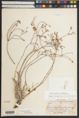 Eriogonum nudicaule image