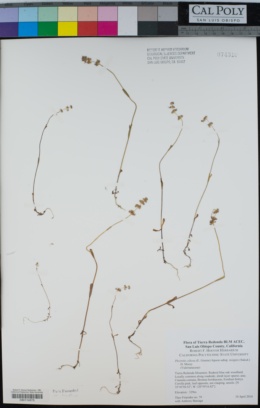 Plectritis ciliosa image