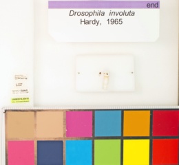 Drosophila involuta image