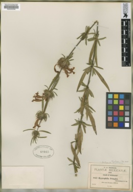 Dyschoriste augustifolia image