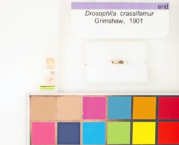 Drosophila crassifemur image
