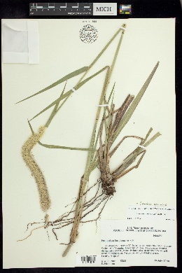 Pennisetum nervosum image