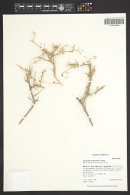 Brickellia frutescens image