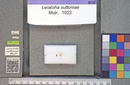 Image of Leialoha suttoniae