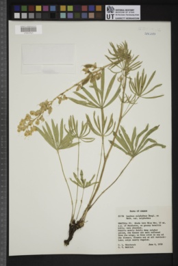 Lupinus sulphureus var. sulphureus image