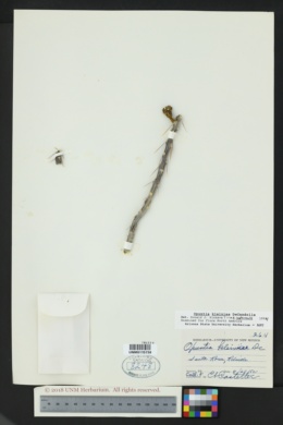 Opuntia kleiniae image