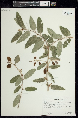 Quercus suber image