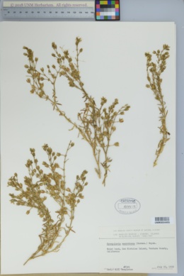 Image of Spergularia macrotheca