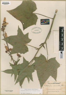 Image of Kosteletzkya tubiflora