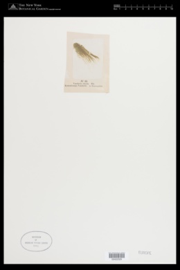 Vaucheria fontinalis image