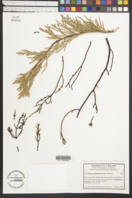 Image of Phoradendron libocedri