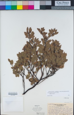 Arctostaphylos hookeri subsp. hookeri image