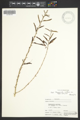Chamaecrista nictitans var. diffusa image
