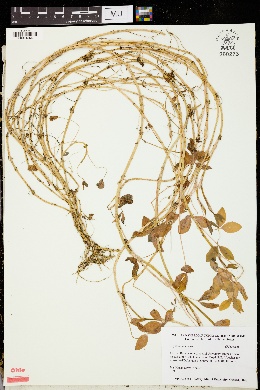 Trifolium tembense image