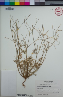Image of Eschscholzia minutiflora