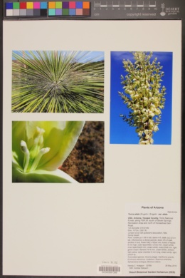 Yucca elata var. elata image