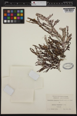 Pneophyllum nicholsii image