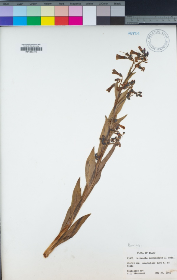 Mertensia campanulata image