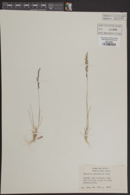 Image of Agrostis variabilis