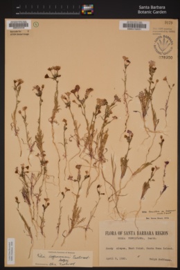 Gilia tenuiflora image
