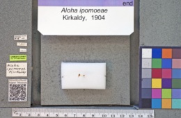 Image of Aloha ipomoeae