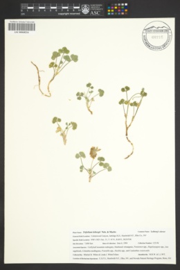 Image of Trifolium leibergii