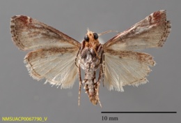 Cacozelia basiochrealis image